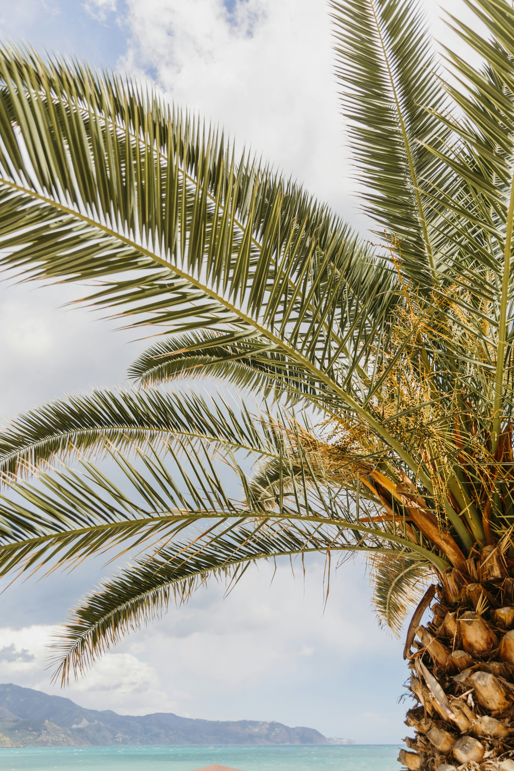 Palmwedel im Vordergrund, dahinter Meer, Küstenlinie und bewölkter Himmel